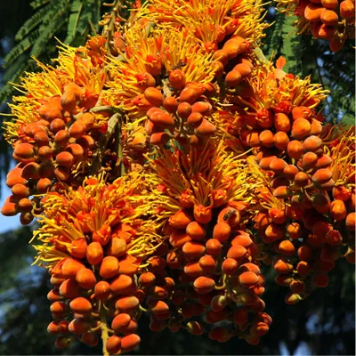 Image de Colvillea racemosa (Colvillea racemosa)  - Lot de 5