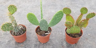 Image de Kit collection d'Opuntia (Par 3)