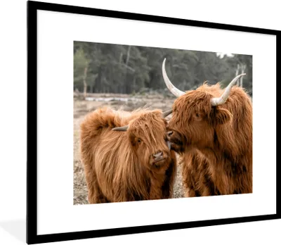 Produktbild von MuchoWow® Gerahmtes Poster Schottische Highlander - Tiere - Liebe 80x60 cm - Poster mit Schwarzem Bilderrahmen Wandposter Rahmen Foto Bilder - Schlafzimmer-Dekorationen - Fotoposter