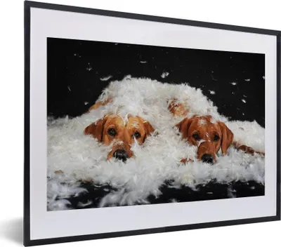 Produktbild von MuchoWow® MuchoWow® Gerahmtes Poster Versteckte Labradore zwischen den Federn 40x30 cm - Poster mit zchwarzem Bilderrahmen - Bilderrahmen - Poster im Rahmen