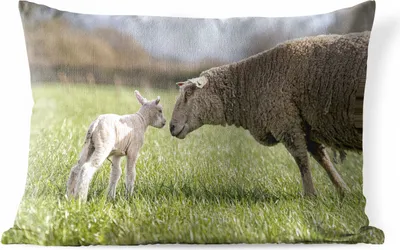 Produktbild von MuchoWow® Outdoor Kissen - Schafe - Sonne - Gras - 60x40 cm - Wetterfest - Lounge Kissen - Zierkissen - Kissen für Innenräume