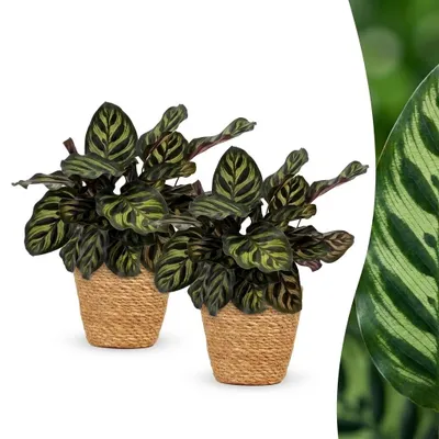 Produktbild von Calathea Makoyana – Pfauenpflanze – 2 Pflanzen – mit Korb - 25cm - Ø12cm