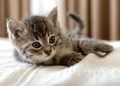 A close-up of a tabby kitten lying on a white textured surface.