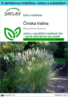 Obrázok produktu pre SAFLAX Darčeková sada - Čínska trstina - Miscanthus sinensis - 200 Semená - S darčekovou krabičkou, prepravným štítkom, darčekovou kartou a pestovateľským médiom