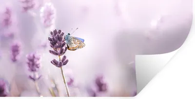 Produktbild von MuchoWow® Wandtattoo Wandsticker Wandaufkleber Lavendel - Schmetterling - Nahaufnahme - Lila 80x40 cm Selbstklebend und Repositionierbar - Aufkleber