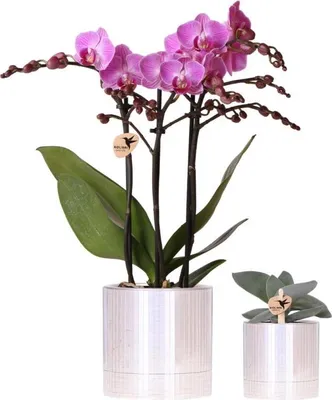 Produktbild von Kolibri Company | Disco Pflanzenset | Violette Vienna Orchidee 9cm + Sukkulente inkl. Keramik‑Übertöpfe