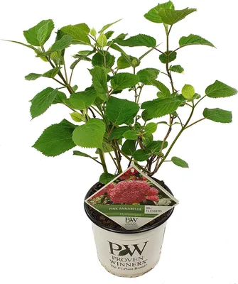 Image de Bloomique - Hydrangea Pink Annabelle - Hortensia - Rose - Plantes de jardin - Résistante au gel - Hauteur 40-50 cm - Pot 19 cm