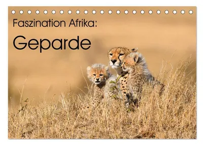Produktbild von Faszinaton Afrika: Geparde (Tischkalender 2026 DIN A5 quer), CALVENDO Monatskalender