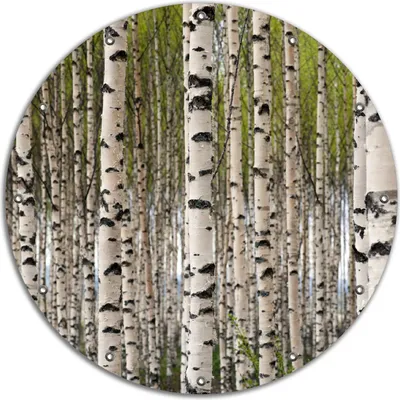 Produktbild von Wallario rundes Outdoor-Poster für Garten oder Balkon, Motiv Birkenwald - Baumstämme in schwarz weiß, 90 cm Durchmesser