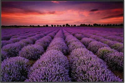 Produktbild von Wallario Wandbild Lavendelfeld unter rotem Himmel, Größe: 61 x 91,50 cm, Poster mit schwarzem Aluminiumrahmen