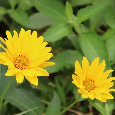 Produktbild von 6 x Coreopsis hybr.  - Coreopsis hybrida 'Creme Brullee'  | Topf 9cm x 9cm