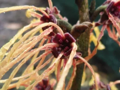 Produktbild von Hamamelis intermedia Aurora - Zaubernuss Aurora - 40-60