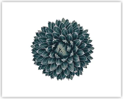 Produktbild von Poster - Poster ohne Rahmen - Agave Königin Victoria - 50x40 cm - Wand Bild - Wanddeko - Wandbilder - Kunstposter - Wandposter - Bilder - Kunstdruck - Wanddekoration - Wandbild - P2XAA50x40-4129