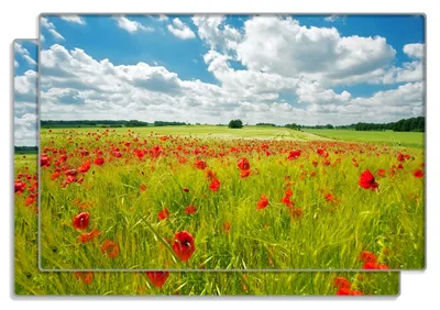 Produktbild von Wallario Frühstücksbrettchen 2er Set aus Glas, je 20 x 30 cm, mit rutschfesten Füßen, Motiv Grüne Wiese mit Mohnblumen
