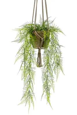 Produktbild von Emerald Künstlicher Hänge-Federspargel - Jannis | 60 cm, inkl. Dekotopf, für drinnen, Kunstpflanze, wie echt, Allergiker geeignet, pflanzliche Dekoration Praxis, Office & Wohnzimmer