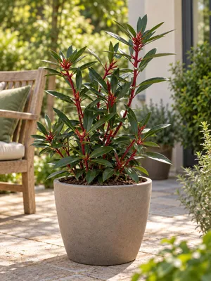 Produktbild von Tasmanischer Bergpfeffer ‘Red Spice’ – Drimys lanceolata, immergrüner Strauch für Garten, Balkon & Kübel – 30–40 cm inkl. Topf