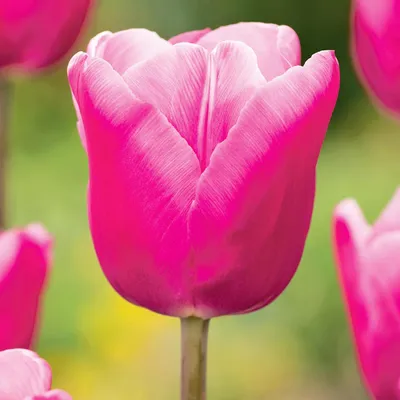 Zdjęcie produktu dla Tulipan Gigantyczny Jumbo Pink 5 szt. Tulipany Cebulki Tulipanów Cebule