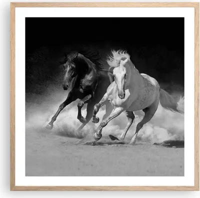 Produktbild von Gerahmtes Poster - Rahmen in heller Eiche - Andalusier Pferde Galopp - 60x60 cm - Wand Bild - Wanddeko - Wandbilder - Wandposter - Bilderrahmen - Bilder - Kunstdruck - Wandbild - P2NAC60x60-4240