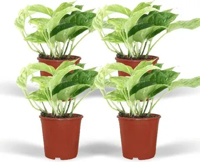 Produktbild von Efeutute Marble Queen 4 Pflanzen Ø12cm ↕15cm Hängepflanze Pflegeleicht