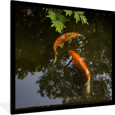 Produktbild von MuchoWow® Gerahmtes Poster Zwei Koi-Karpfen um einen Teich 40x40 cm - Poster mit Schwarzem Bilderrahmen Wandposter Rahmen Foto Bilder - Mit Rahmen - Wanddekoration Schlafzimmer