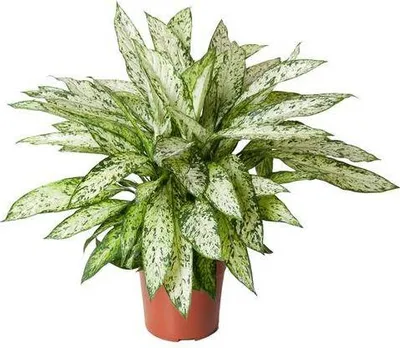 Produktbild von Dieffenbachie Vesuvius Ø27cm ↕80cm Tropische Zimmerpflanze Luftreinigend