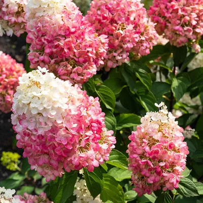 Produktbild von Hortensien Winterhart Paniculata Pinky Promise (3 Pflanzen) - Hydrangea pflanzen aus Holland - Echte Garten Hortensie (kein Samen, Kunstblumen und nicht künstlich) - Mehrjährig Balkonpflanzen