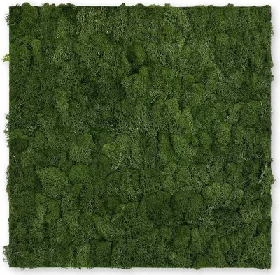 Produktbild von JANGAL Modular Wall Akustik 3D Paneele  520 x 520 mm Dark Green Moos Moos Pflanzenwand Paneele Echtmoos