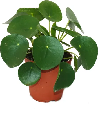 Produktbild von Pilea peperomioides - Glückstaler - Chinesischer Geldbaum - Bauchnabelpflanze im 11cm Topf