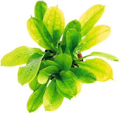Produktbild von Samolus-Schwertpflanze - Echinodorus grisebachii ´Tropica´