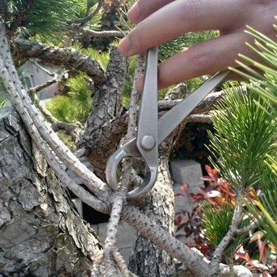 Immagine prodotto di Set di forbici da bonsai in acciaio inossidabile da 180 mm per il giardinaggio.