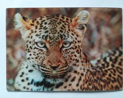 Produktbild von 3 D Ansichtskarte Leopard, Postkarte Wackelkarte Hologrammkarte, Tier Raubkatze