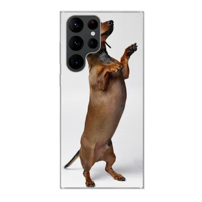 Produktbild von MuchoWow® Handyhülle Schutzhülle Hülle für Samsung Galaxy S22 Ultra Ein Dackel, der auf seinen beiden Hinterbeinen steht Silikon Softcase Handy Hülle - Abbildung