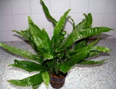 Produktbild von 1 Javafarn Mutterpflanze XXL 30-40 cm, für Ihr Aquarium, Microsorium