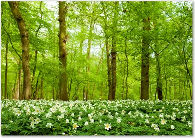Produktbild von Tulup® Leinwandbild - 100x70 cm - Wandkunst - Drucke auf Leinwand - Leinwanddruck  - Landschaften - Grün - Blumen im Wald