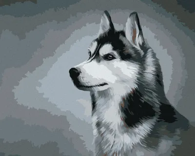 Produktbild von Zuty - Malen nach Zahlen - SIBERIAN HUSKY, 40x50 cm, mit Keilrahmen (bereits gespannt)