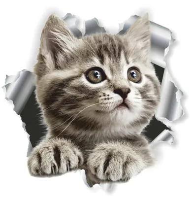 Produktbild von Hermann Schütz Aufkleber Einschussloch Katze