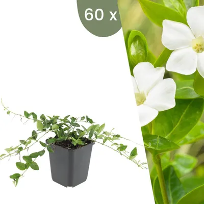 Image de Plants by Frank | 60 Plantes de pervenche blanche | Vinca minor 'Alba' | Couvre-sol rustique | Vivaces rustiques | Plantes de jardin