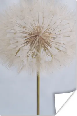Produktbild von MuchoWow® Poster Blumen - Löwenzahn - Entwurf 80x120 cm - Papierdruck