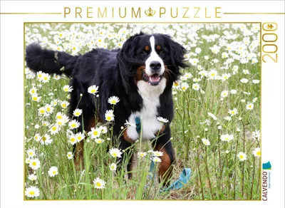 Produktbild von CALVENDO Puzzle Berner Sennenhund 2000 Teile Puzzle quer | 2000 Teile Lege-Größe 90x67cm Foto-Puzzle für glückliche Stunden