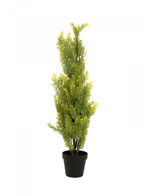 Productafbeelding van EUROPALMS Cipres, Leyland-variëteit, 90 cm