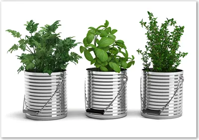 Produktbild von Tulup® Glas-Bild - 100 x 70 - Wandbild aus Glas - Wandkunst - Wandbild hinter gehärtetem Sicherheitsglas - Essen & Getränke - Aromatische Pflanzen - Grün
