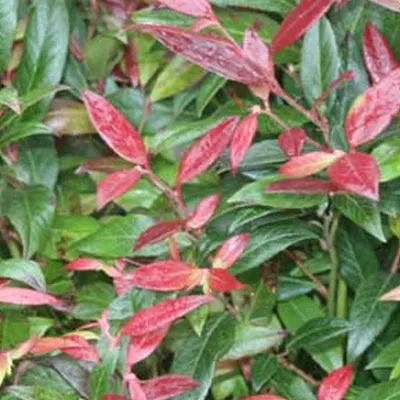 Image de Traubenmyrte - Leucothoe scarletta (= 'Zeblid') | 50-60 cm en conteneur