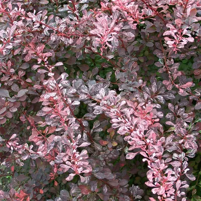 Obrázok produktu pre 2 x  drieň  - Berberis thunbergii 'Rose Glow'  | 30-40 cm v kontajneri