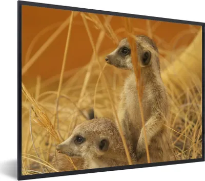 Produktbild von MuchoWow® Gerahmtes Poster Gras - Erdmännchen - Tiere 80x60 cm - Poster mit Schwarzem Bilderrahmen Wandposter Rahmen Foto Bilder - Schwarzem - Mit Gestell