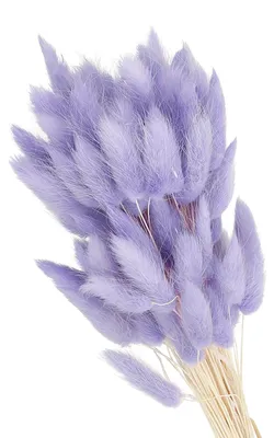 Getrocknete Hasenschwanzblumen 80 Stk., 40 cm, lila Pampasgras