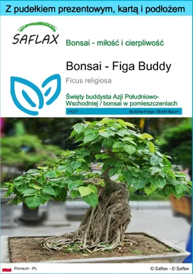 Zdjęcie produktu dla SAFLAX - Zestaw prezentowy - Bonsai - Figa Buddy - 100 Nasiona - Z pudełkiem upominkowym, etykietą wysyłkową, kartą podarunkową i podłożem uprawowym - Ficus religiosa