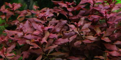 Produktbild von Aquarium Pflanze Ludwigia palustris AquaOne Nr.335B Wasserpflanzen Aquarium