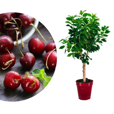 A collage of cherries and a potted cherry tree.