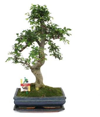 Produktbild von Bonsai Chinesische Ulme - Ulmus parviflora - ca. 12-15 Jahre