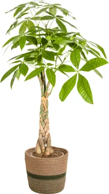 Zdjęcie produktu dla Pachira Aquatica w naturalnym koszu - wysokosc 90 - 110cm - srednica 21cm